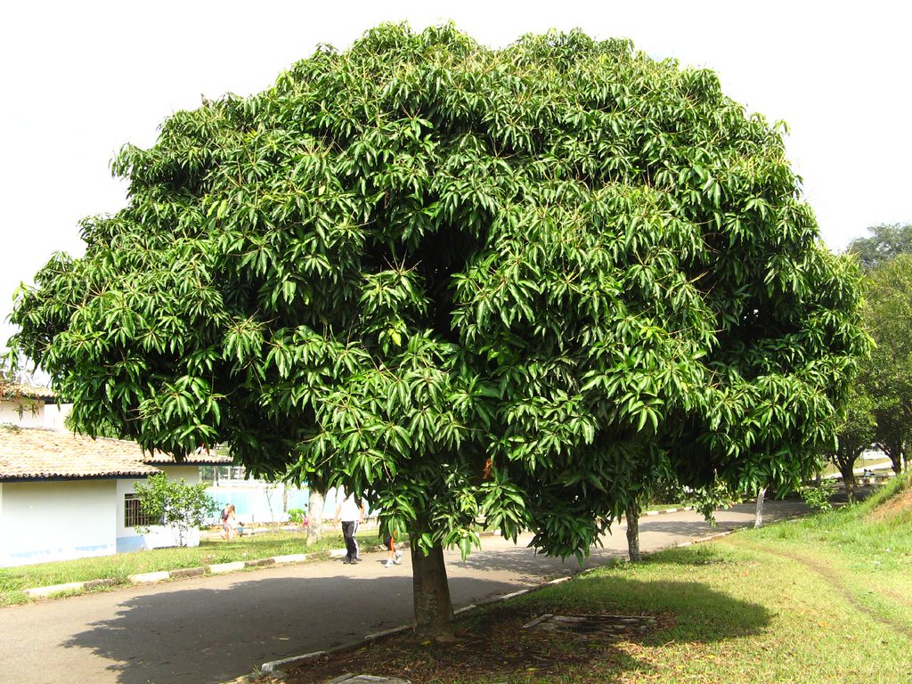State Fruit of Chandigarh and State Tree of Chandigarh